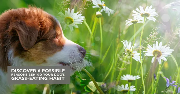 Article - 6 Reasons why your dog might be eating grass